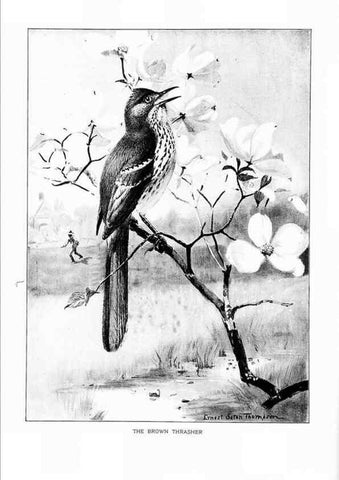 Reproducción/Reproduction 7262453404: Bird portraits,. Boston,Ginn & Company,1901.