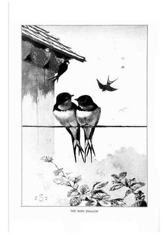 Reproducción/Reproduction 7262455522: Bird portraits,. Boston,Ginn & Company,1901.