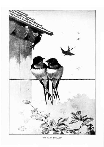 Reproducción/Reproduction 7262455522: Bird portraits,. Boston,Ginn & Company,1901.