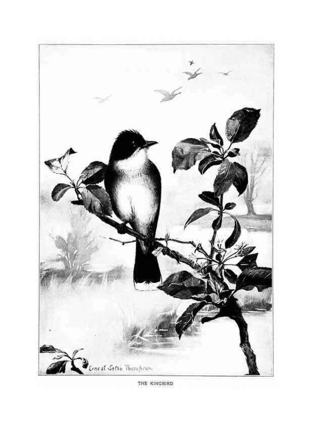 Reproducción/Reproduction 7262460660: Bird portraits,. Boston,Ginn & Company,1901.