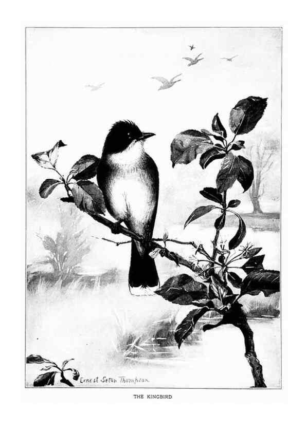 Reproducción/Reproduction 7262460660: Bird portraits,. Boston,Ginn & Company,1901.