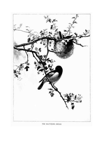Reproducción/Reproduction 7262462974: Bird portraits,. Boston,Ginn & Company,1901.
