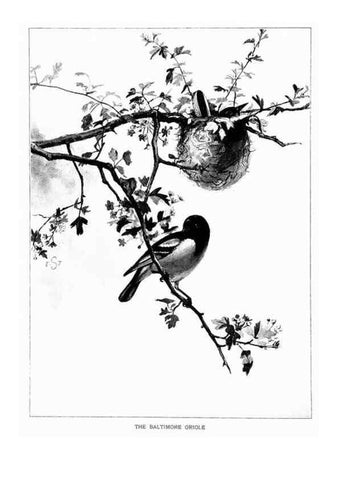 Reproducción/Reproduction 7262462974: Bird portraits,. Boston,Ginn & Company,1901.