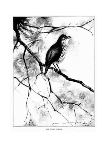 Reproducción/Reproduction 7262465484: Bird portraits,. Boston,Ginn & Company,1901.