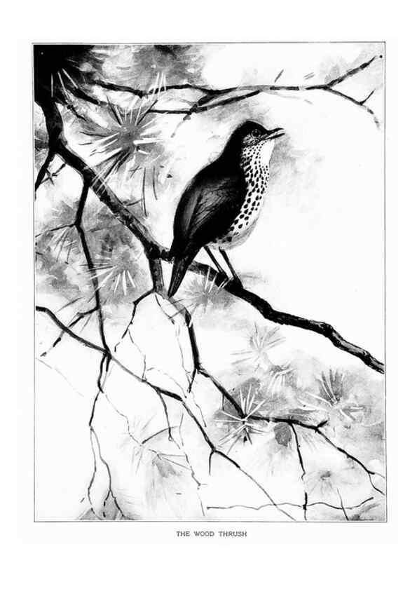Reproducción/Reproduction 7262465484: Bird portraits,. Boston,Ginn & Company,1901.