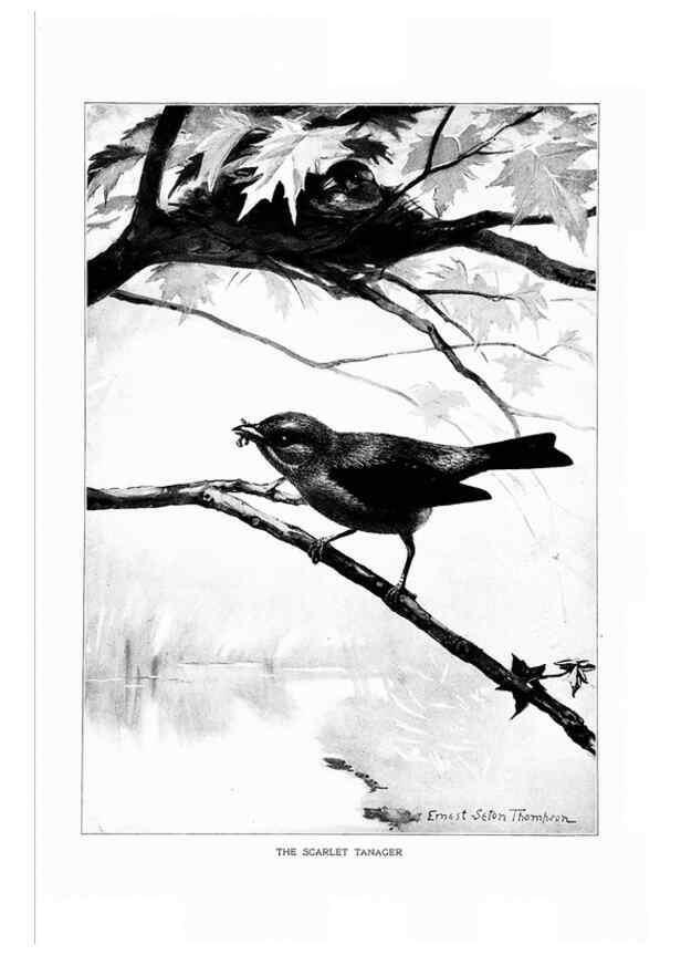 Reproducción/Reproduction 7262467672: Bird portraits,. Boston,Ginn & Company,1901.