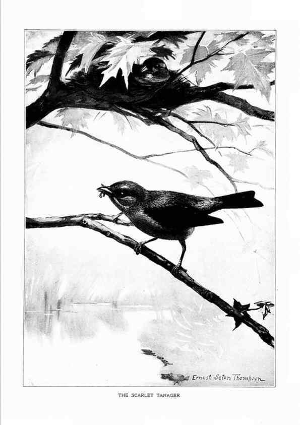 Reproducción/Reproduction 7262467672: Bird portraits,. Boston,Ginn & Company,1901.