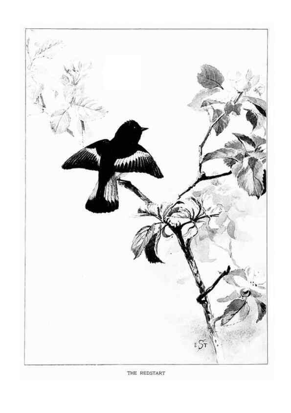 Reproducción/Reproduction 7262473872: Bird portraits,. Boston,Ginn & Company,1901.