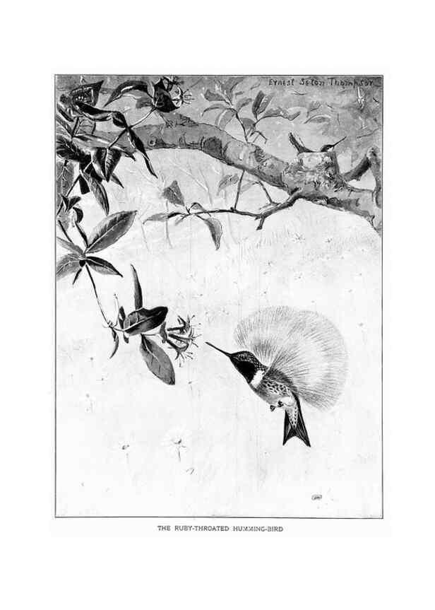 Reproducción/Reproduction 7262476000: Bird portraits,. Boston,Ginn & Company,1901.
