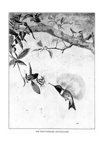 Reproducción/Reproduction 7262476000: Bird portraits,. Boston,Ginn & Company,1901.