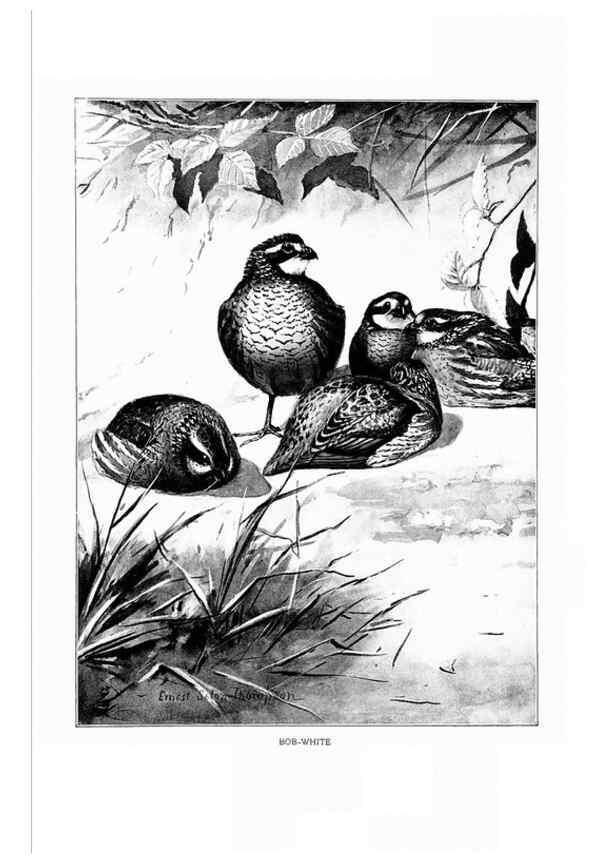 Reproducción/Reproduction 7262478044: Bird portraits,. Boston,Ginn & Company,1901.