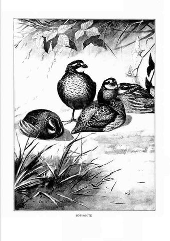 Reproducción/Reproduction 7262478044: Bird portraits,. Boston,Ginn & Company,1901.