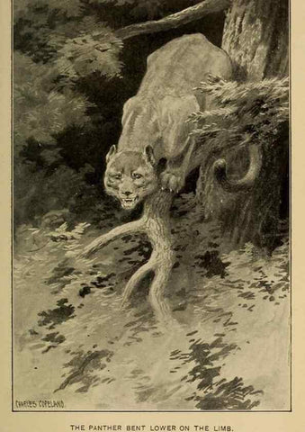 Reproducción/Reproduction 7261626576: Stories of the good green wood,. New York,T.Y. Crowell & co.,1904.