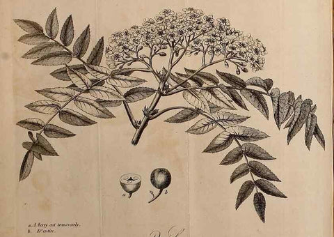 Reproducción/Reproduction 7255580994: The woodland companion;. London,Baldwin, Cradock and Joy [etc.]1815.