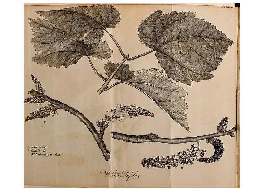 Reproducción/Reproduction 7255582234: The woodland companion;. London,Baldwin, Cradock and Joy [etc.]1815.