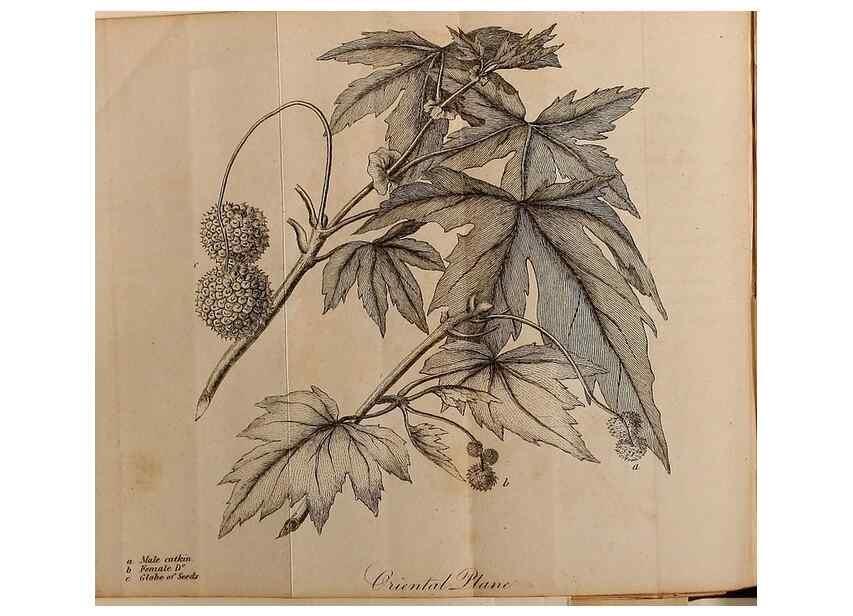 Reproducción/Reproduction 7255583174: The woodland companion;. London,Baldwin, Cradock and Joy [etc.]1815.