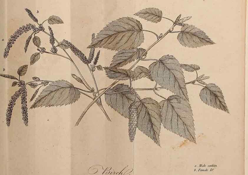 Reproducción/Reproduction 7255584128: The woodland companion;. London,Baldwin, Cradock and Joy [etc.]1815.