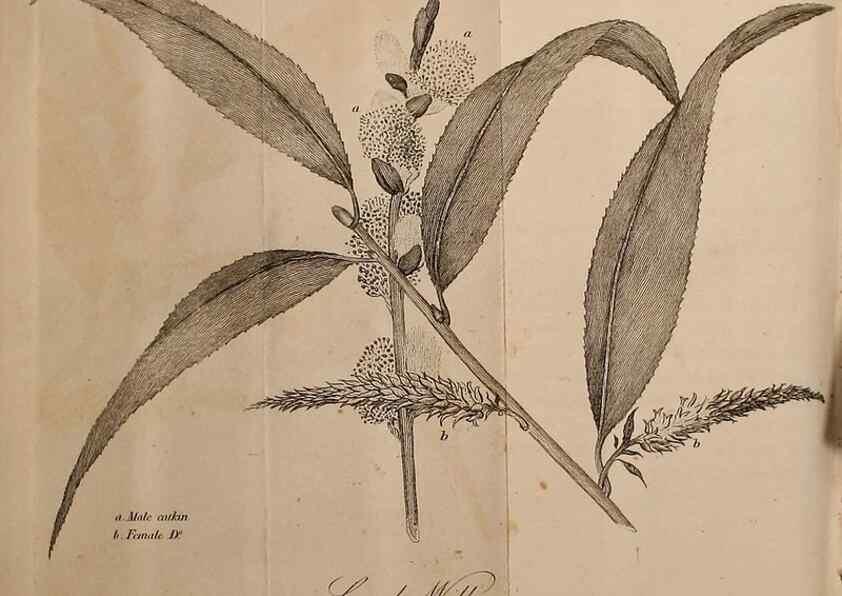 Reproducción/Reproduction 7255585698: The woodland companion;. London,Baldwin, Cradock and Joy [etc.]1815.