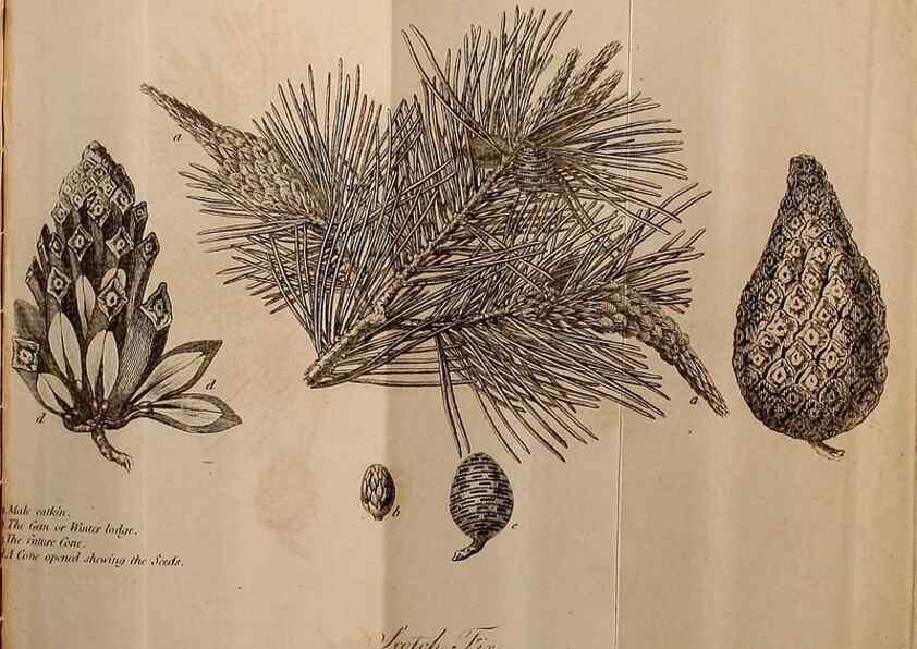Reproducción/Reproduction 7255586606: The woodland companion;. London,Baldwin, Cradock and Joy [etc.]1815.