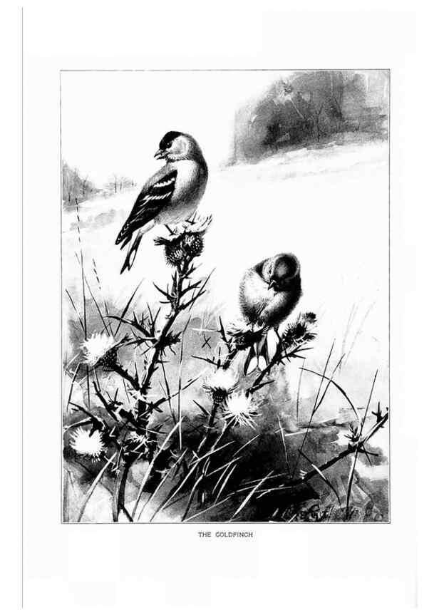 Reproducción/Reproduction 7262480472: Bird portraits,. Boston,Ginn & Company,1901.