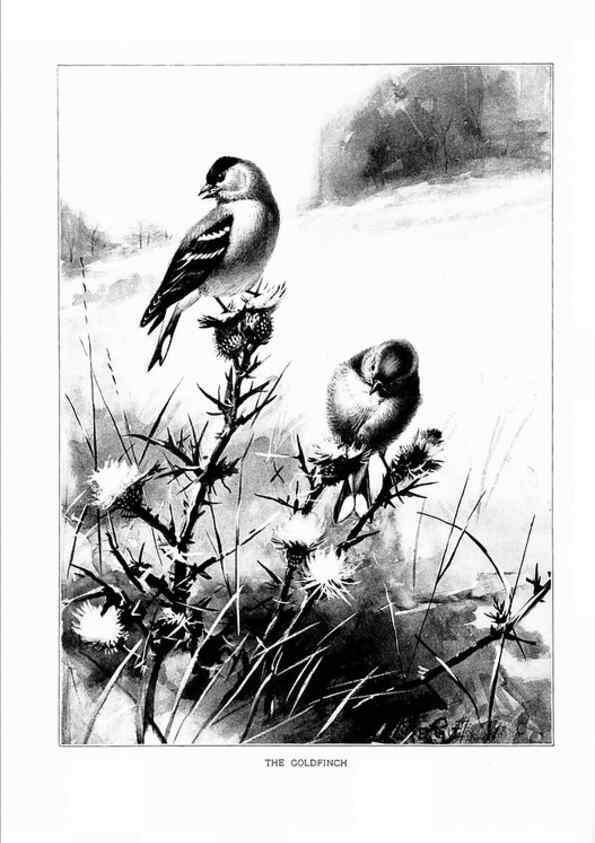 Reproducción/Reproduction 7262480472: Bird portraits,. Boston,Ginn & Company,1901.