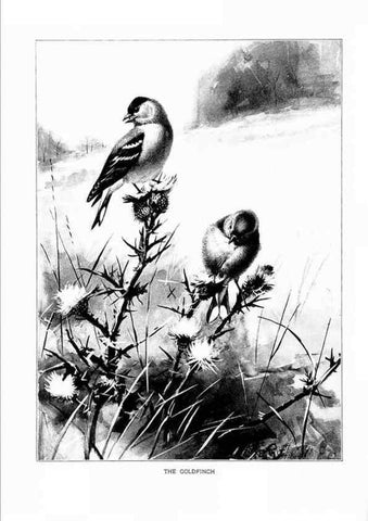 Reproducción/Reproduction 7262480472: Bird portraits,. Boston,Ginn & Company,1901.