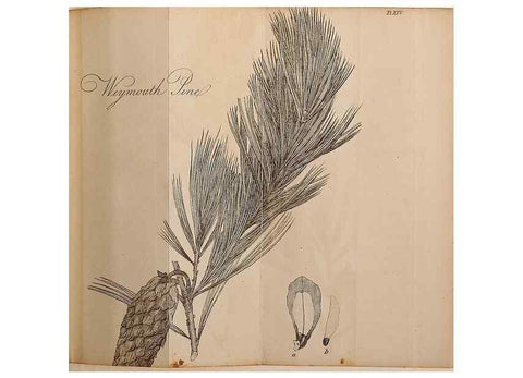 Reproducción/Reproduction 7255588770: The woodland companion;. London,Baldwin, Cradock and Joy [etc.]1815.