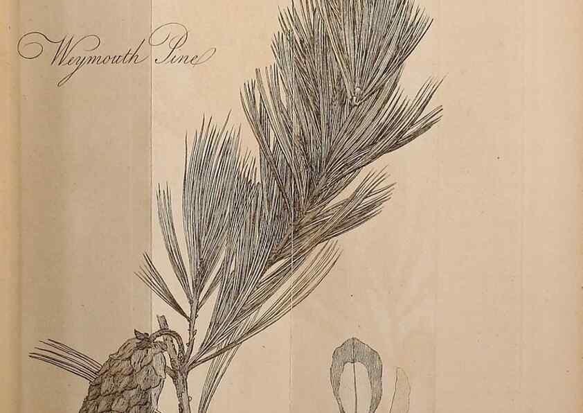 Reproducción/Reproduction 7255588770: The woodland companion;. London,Baldwin, Cradock and Joy [etc.]1815.