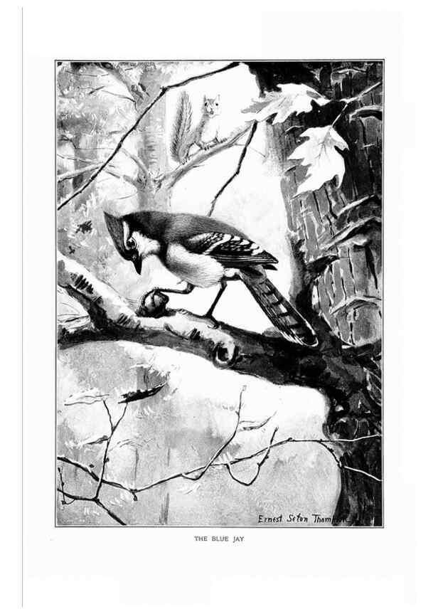 Reproducción/Reproduction 7262482740: Bird portraits,. Boston,Ginn & Company,1901.