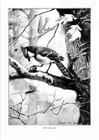 Reproducción/Reproduction 7262482740: Bird portraits,. Boston,Ginn & Company,1901.