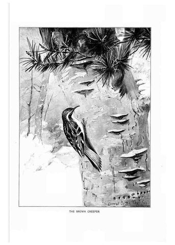 Reproducción/Reproduction 7262487022: Bird portraits,. Boston,Ginn & Company,1901.