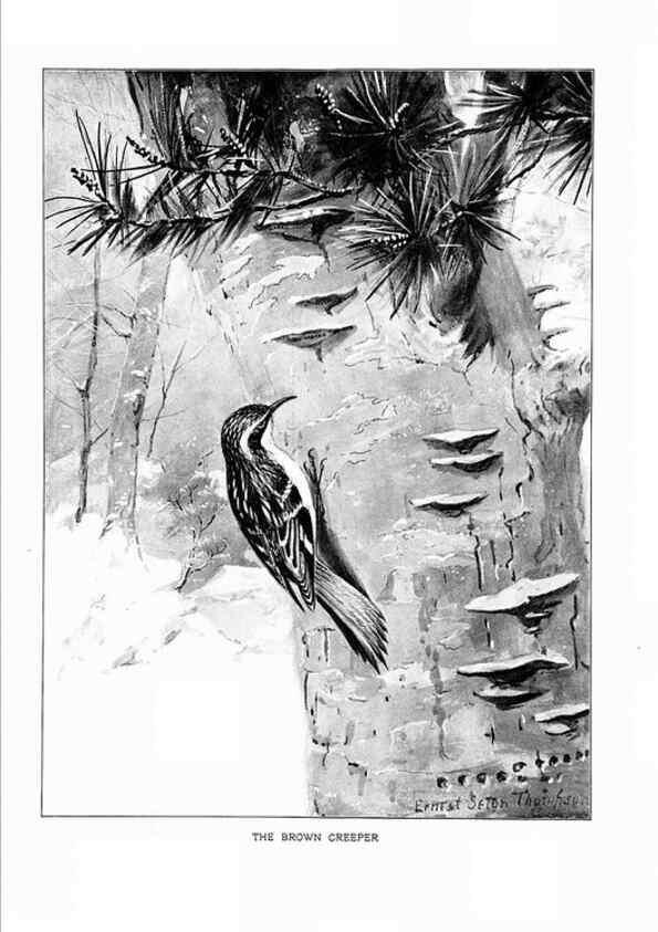 Reproducción/Reproduction 7262487022: Bird portraits,. Boston,Ginn & Company,1901.