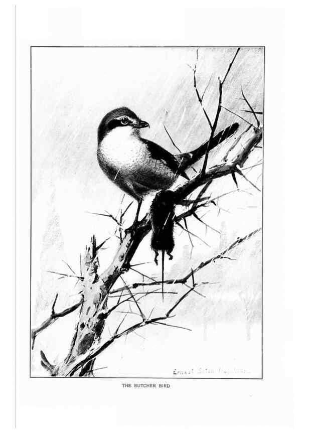 Reproducción/Reproduction 7262488808: Bird portraits,. Boston,Ginn & Company,1901.