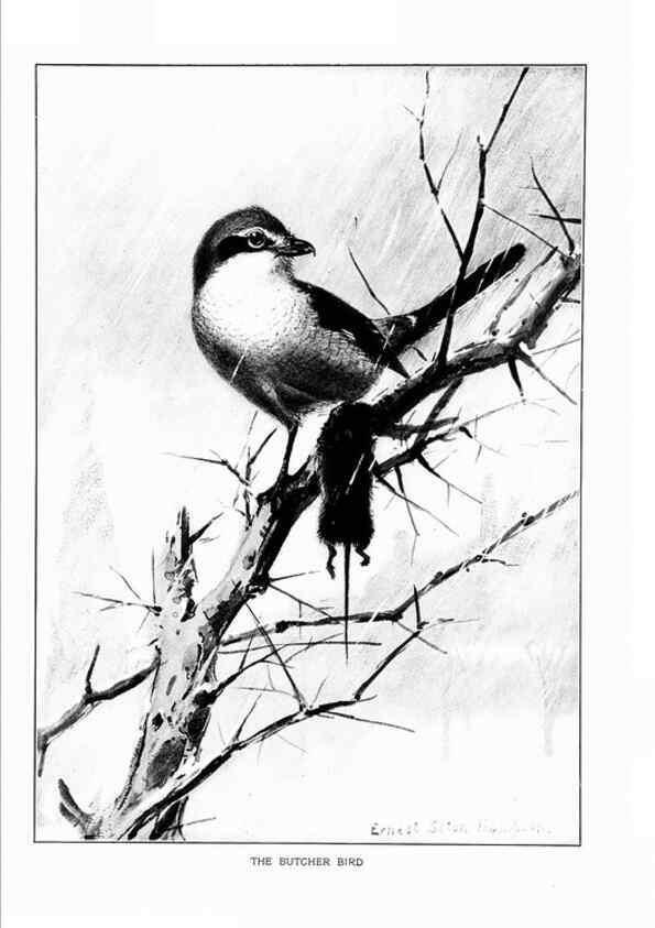 Reproducción/Reproduction 7262488808: Bird portraits,. Boston,Ginn & Company,1901.