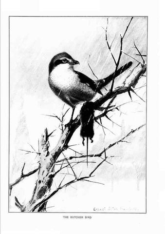 Reproducción/Reproduction 7262488808: Bird portraits,. Boston,Ginn & Company,1901.