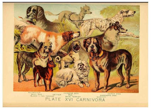 Reproducción/Reproduction 7268642682: Johnson's household book of nature,. New York,H.J.Johnson,[1880]