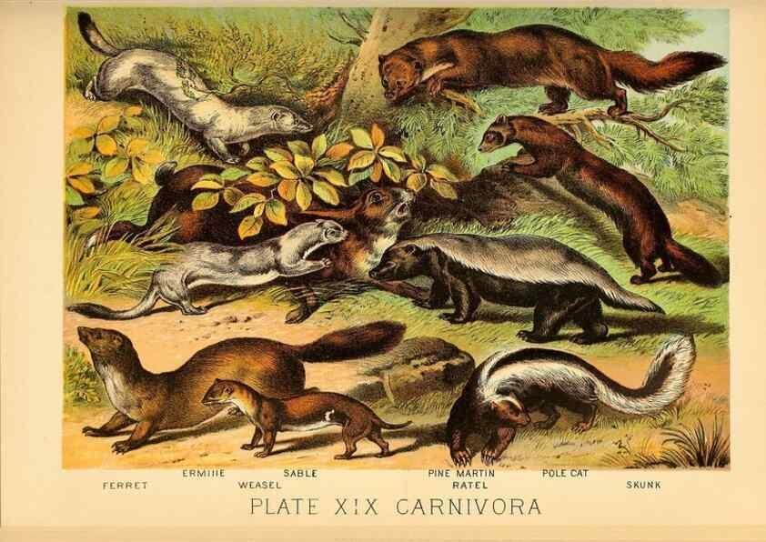 Reproducción/Reproduction 7268643562: Johnson's household book of nature,. New York,H.J.Johnson,[1880]
