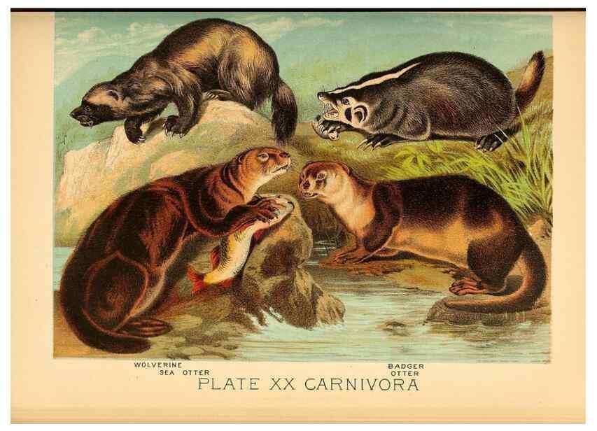 Reproducción/Reproduction 7268644806: Johnson's household book of nature,. New York,H.J.Johnson,[1880]