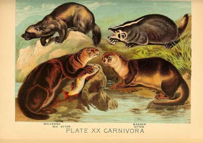 Reproducción/Reproduction 7268644806: Johnson's household book of nature,. New York,H.J.Johnson,[1880]
