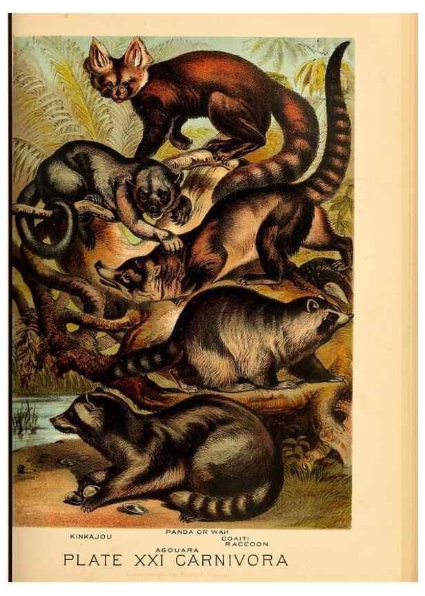 Reproducción/Reproduction 7268646310: Johnson's household book of nature,. New York,H.J.Johnson,[1880]