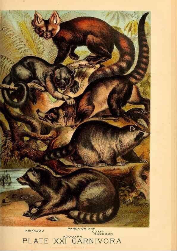 Reproducción/Reproduction 7268646310: Johnson's household book of nature,. New York,H.J.Johnson,[1880]
