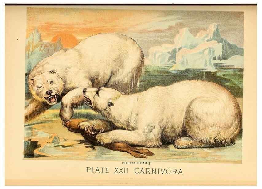 Reproducción/Reproduction 7268647914: Johnson's household book of nature,. New York,H.J.Johnson,[1880]