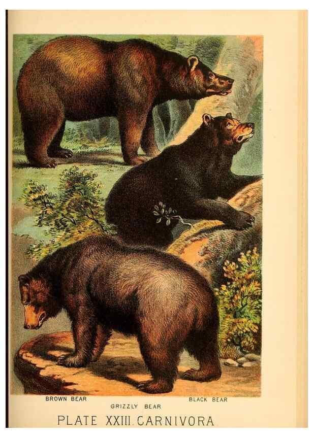 Reproducción/Reproduction 7268649934: Johnson's household book of nature,. New York,H.J.Johnson,[1880]