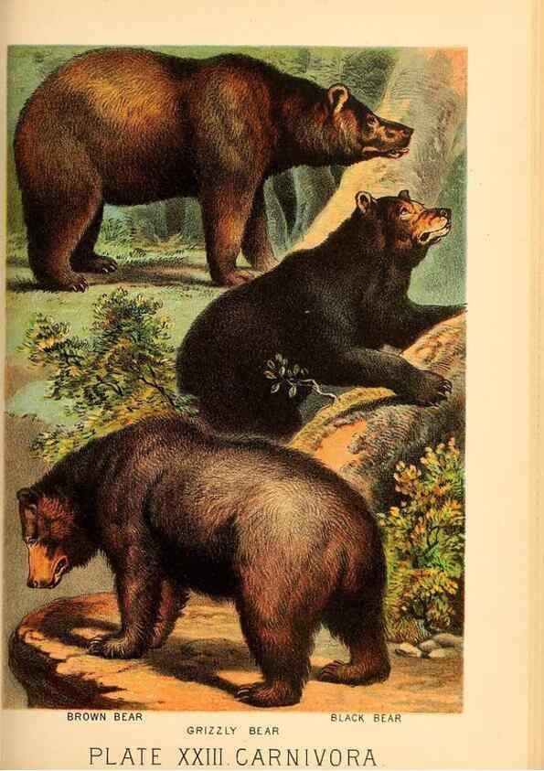 Reproducción/Reproduction 7268649934: Johnson's household book of nature,. New York,H.J.Johnson,[1880]