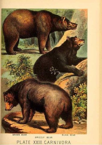 Reproducción/Reproduction 7268649934: Johnson's household book of nature,. New York,H.J.Johnson,[1880]