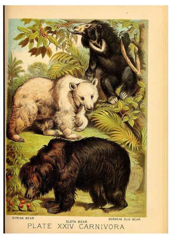 Reproducción/Reproduction 7268652028: Johnson's household book of nature,. New York,H.J.Johnson,[1880]