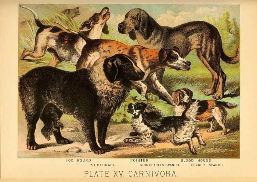 Reproducción/Reproduction 7268641524: Johnson's household book of nature,. New York,H.J.Johnson,[1880]