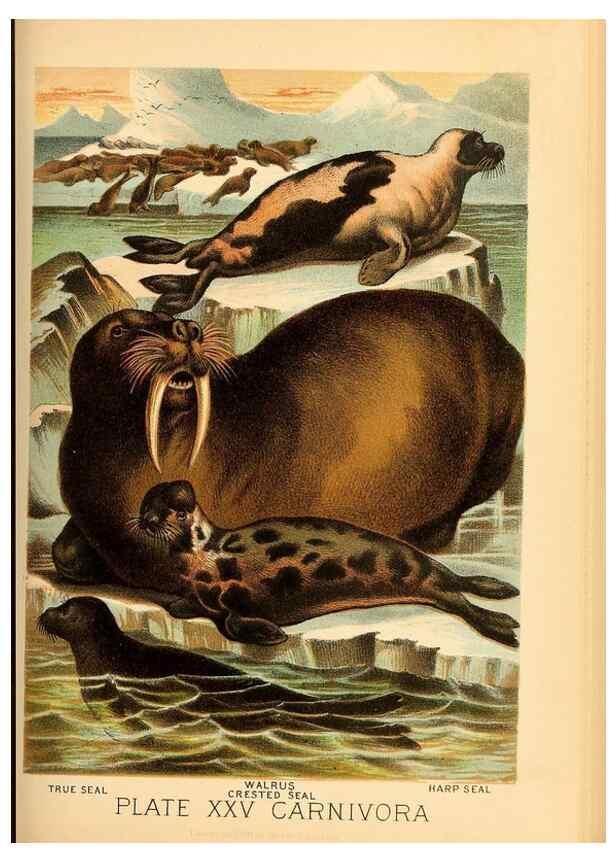 Reproducción/Reproduction 7268653180: Johnson's household book of nature,. New York,H.J.Johnson,[1880]