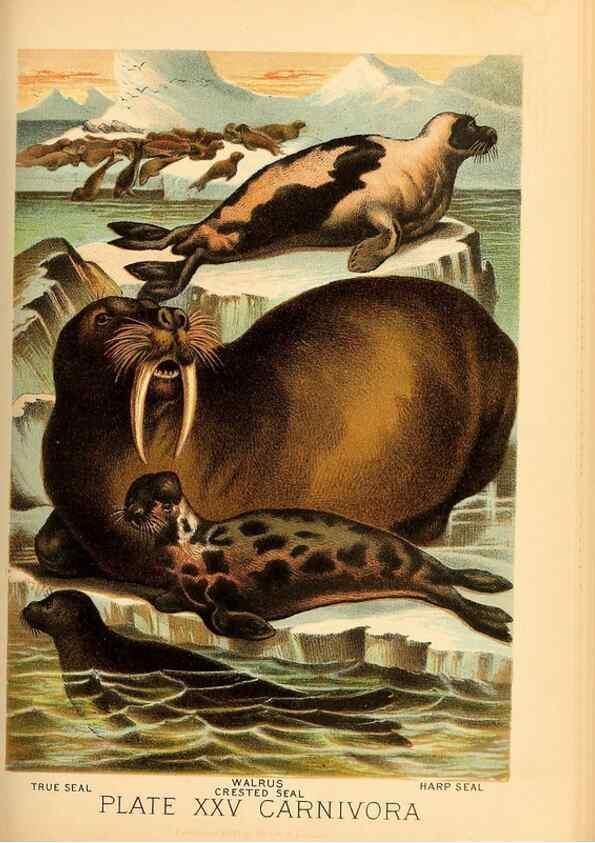 Reproducción/Reproduction 7268653180: Johnson's household book of nature,. New York,H.J.Johnson,[1880]