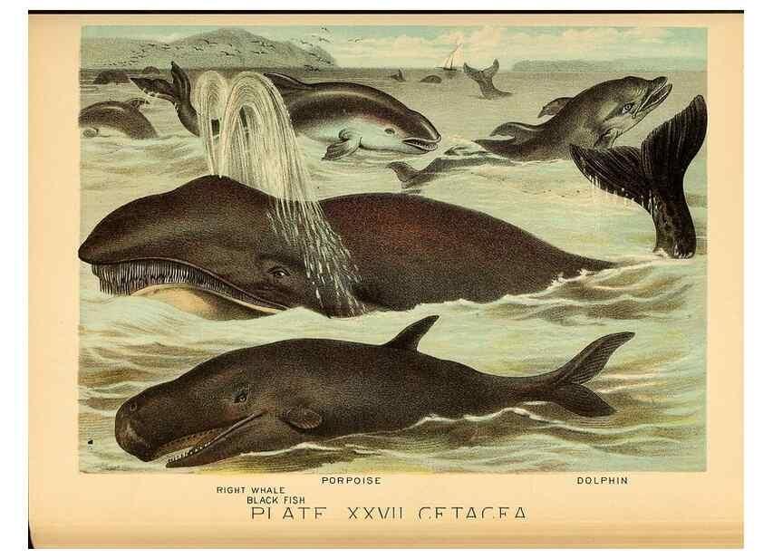 Reproducción/Reproduction 7268655456: Johnson's household book of nature,. New York,H.J.Johnson,[1880]
